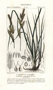 Sedge, Carex caespitosa de Stanghi Stanghi