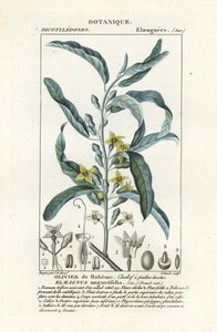 Baga de prata ou oleaster, Elaeagnus angustifolia