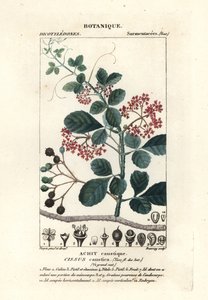 Colher de árvore, Cissus obovata de Stanghi Stanghi
