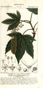 Ácer de sicómoro ou ácer planetário, Acer pseudoplatanus de Stanghi Stanghi