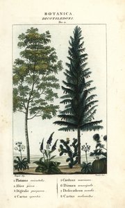 Plátano, abeto prateado, dedaleira, figo da Índia, etc