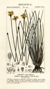 Olho amarelo alto, Xyris operculata de Stanghi Stanghi