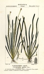 Relva de fitas ou enguia, Vallisneria spiralis