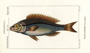 Brema Threadfin, Pentapodus fasciuola de Stanghi Stanghi