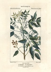 Árvore de terebintina, Bursera simaruba de Stanghi Stanghi