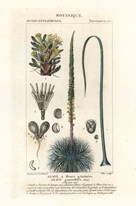Agave geminada florida, Agave geminiflora de Stanghi Stanghi
