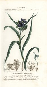 Aranha da Virgínia, Tradescantia virginiana