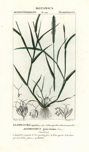 rabo de raposa de água, Alopecurus geniculatus de Stanghi Stanghi
