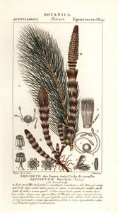 Cavalinha de água, Equisetum fluvial de Stanghi Stanghi