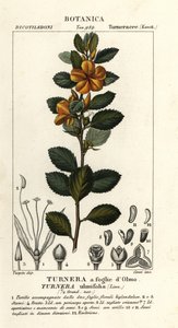 Amieiro amarelo, Turnera ulmifolia de Stanghi Stanghi