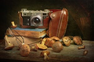 Câmara vintage e cogumelos