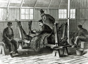 Tomando vírus do bezerro, ilustração de &39;Harper&39;s Weekly&39; em 1872 de Stanley Fox
