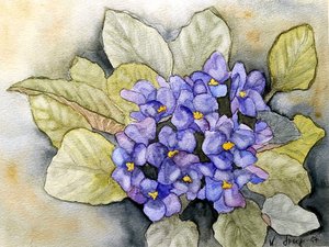 Usambara violeta de Steegs Art Karin