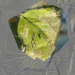 Folha Verde Abstrata de Stefan Fransson