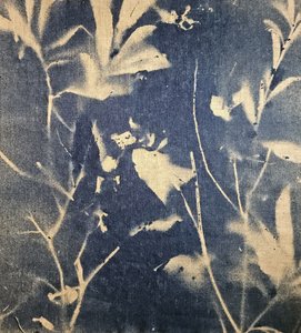 Sombras botânicas azuis