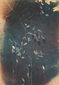 Motivos botânicos azul-escuro de Stefano Mazzolini