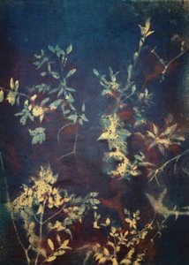 Folhas azul-escuro de Stefano Mazzolini