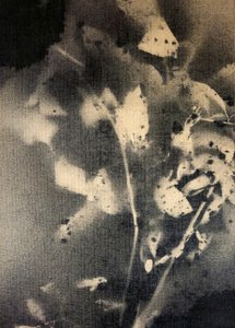 Formas botânicas etéreas de Stefano Mazzolini