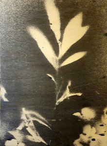 Marcante silhueta botânica de Stefano Mazzolini