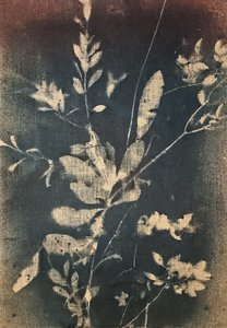 Botânicos azuis vintage de Stefano Mazzolini