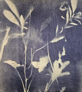 Azuis botânicos vintage de Stefano Mazzolini