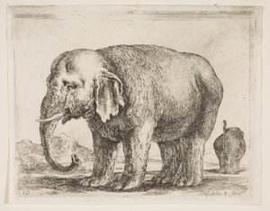 Ilustração 10: elefante, de vários animais Diversi animali, ca. 1641 de Stefano della Bella