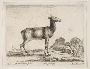 Ilustração 15: corça, de Vários animais Diferentes animais, ca. 1641 de Stefano della Bella