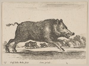 Ilustração 19: javali, de Various animals Diversi animali, ca. 1641 de Stefano della Bella