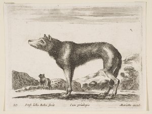 Ilustração 20: lobo, de vários animais Animais diferentes, ca. 1641 de Stefano della Bella