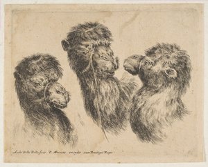 Três cabeças de camelo, ca. 1641 de Stefano della Bella