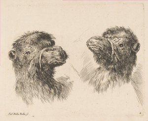 Duas cabeças de camelo, ca. 1641 de Stefano della Bella