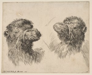 Duas cabeças de camelo, ca. 1641 de Stefano della Bella