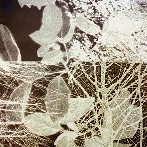 Floresta Nocturna, 2018 (digital) de Stephen Dow