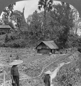 Uma horta em meio a pagodes, Bhamo, Birmânia, 1908 de Stereo Travel Co
