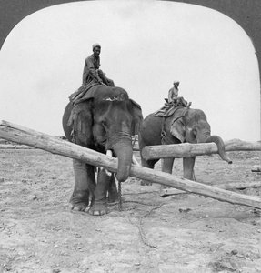 Elefantes trabalhando em um pátio de madeira, Rangoon, Birmânia, 1908