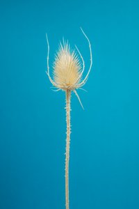 Teasel seco n.º 01, 2021 (fotografia)