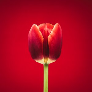 Retrato de uma tulipa vermelha singular sobre um fundo vermelho