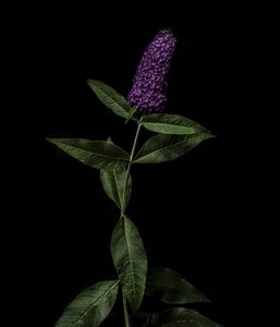 Buddleja roxa, 2020 (foto) de Steve Gallagher