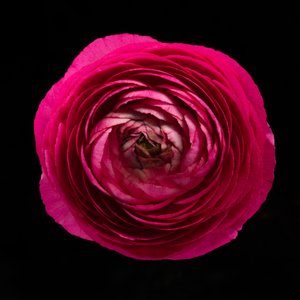 Ranunculus n.º 01, 2020 (foto)