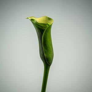 Lírio Calla verde único, 2020 (foto)