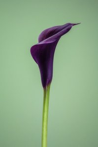 Lírio de Calla roxo único, 2021 (foto)