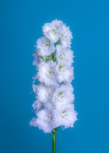 Delphiniuml branco, 2020 (foto)