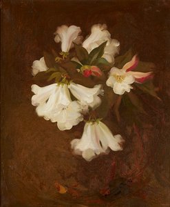Uma Natureza Morta de Lírios Brancos (óleo sobre tela) de Stuart Park