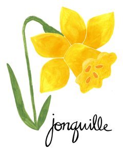 Ilustração de um junquilo amarelo de Susan Black