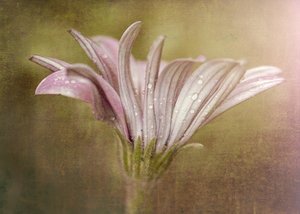  de Susan Moss