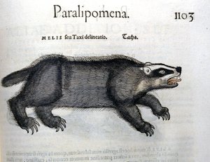 Texugo, ilustração de 