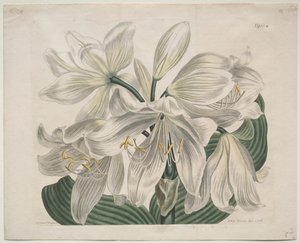 O compartimento botânico ou o jardim de flor indicado: Cabo branco - lírio da costa, 1806. de Sydenham Teast Edwards