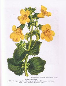 Monkey Flower, Nature in Britain publicado por Collins 1946 (cor litho) de Sydenham Teast (after) Edwards