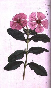 Periwinkle (Vinca rosea madagascar), placa 248 de William Curtis