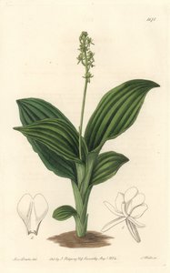 African Liparis Orchid - Water forte de S. Watts a partir de uma ilustração de Sarah Anne Drake (1803-1857), do Botanical Register de Sydenham Teast Edwards
